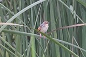 Winding Cisticola, Tono Dam, Ghana, June 2011 - click for larger image