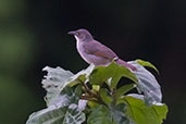 Whistling Cisticola, Kakum, Ghana, May 2011 - click for larger image