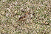 Ethiopian Cisticola, Bale Mountains, Ethiopia, January 2016 - click for larger image