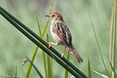 Ethiopian Cisticola, Bale Mountains, Ethiopia, January 2016 - click for larger image