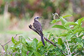 Great Spotted Cuckoo, Tono Dam, Ghana, June 2011 - click for larger image