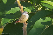 Yellow-bellied Waxbill, Harenna Forest, Ethiopia, January 2016 - click for larger image