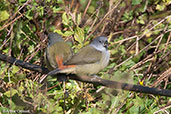 Yellow-bellied Waxbill, Harenna Forest, Ethiopia, January 2016 - click for larger image