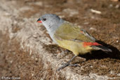 Yellow-bellied Waxbill, Addis Ababa, Ethiopia, January 2016 - click for larger image