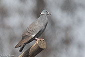 White-collared Pigeon, Gemesa Geden, Ethiopia, January 2016 - click for larger image