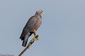 African Olive-pigeon, Harenna Forest, Ethiopia, January 2016 - click for larger image