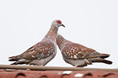 Speckled Pigeon, Bolgatanga, Ghana, June 2011 - click for larger image