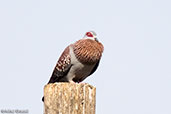 Speckled Pigeon, Lake Ziway, Ethiopia, January 2016 - click for larger image