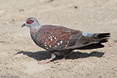 Speckled Pigeon, Lake Ziway, Ethiopia, January 2016 - click for larger image