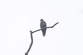 Western Bronze-naped Pigeon, Bobori Forest, Ghana, June 2011 - click for larger image