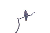 Western Bronze-naped Pigeon, Bobori Forest, Ghana, June 2011 - click for larger image