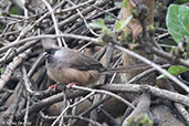 Speckled Mousebird, Lake Chelekcheka, Ethiopia, January 2016 - click for larger image