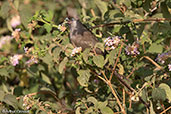 Speckled Mousebird, Addis Ababa, Ethiopia, January 2016 - click for larger image