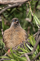 Speckled Mousebird, Addis Ababa, Ethiopia, January 2016 - click for larger image