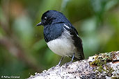 Madagascar Magpie-robin, Perinet, Madagascar, November 2016 - click for larger image