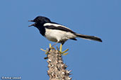 Pelzeln's Magpie-robin, Ifaty, Madagascar, November 2016 - click for larger image