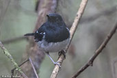 Pelzeln's Magpie-robin, Ranomafana, Madagascar, November 2016 - click for larger image