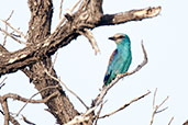 Abyssinian Roller, Ghana, June 2011 - click for larger image