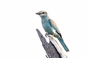 Abyssinian Roller, Ghana, June 2011 - click for larger image