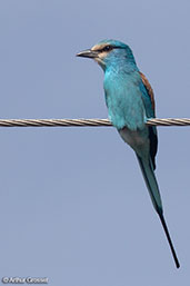Abyssinian Roller, Lake Awassa, Ethiopia, January 2016 - click for larger image