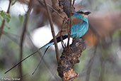 Abyssinian Roller, Awash Falls, Ethiopia, January 2016 - click for larger image