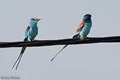 Abyssinian Roller, Ghibe Gorge, Ethiopia, January 2016 - click for larger image