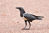 Pied Crow, Kakum, Ghana, May 2011 - click for larger image