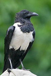 Pied Crow, Kakum, Ghana, May 2011 - click for larger image