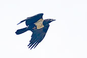 Pied Crow, Kakum, Ghana, May 2011 - click for larger image