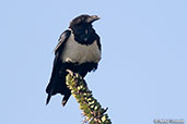 Pied Crow, Berenty Reserve, Madagascar, November 2016 - click for larger image
