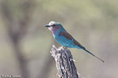 Lilac-breasted Roller, Bogol Manyo Road, Ethiopia, January 2016 - click for larger image