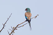 Lilac-breasted Roller, Yabello, Ethiopia, January 2016 - click for larger image