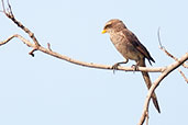 Yellow-billed Shrike, Ghana, May 2011 - click for larger image