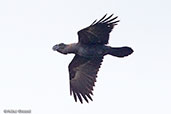 Thick-billed Raven, Bale Mountains, Ethiopia, January 2016 - click for larger image
