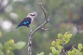 Blue-belled Roller, Shai Hills, Ghana, May 2011 - click for larger image