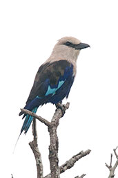 Blue-belled Roller, Shai Hills, Ghana, May 2011 - click for larger image