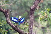 Blue-belled Roller, Shai Hills, Ghana, May 2011 - click for larger image