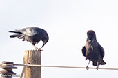 Somali Crow, Sof Omar, Ethiopia, January 2016 - click for larger image