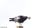 Somali Crow, Sof Omar, Ethiopia, January 2016 - click for larger image