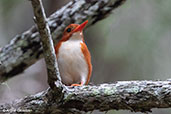 Madagascar Pygmy-kingfisher, Perinet (Analamazaotra), Madagascar 2016 - click for larger image