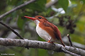 Madagascar Pygmy-kingfisher, Perinet (Analamazaotra), Madagascar 2016 - click for larger image