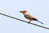 Rufous-crowned Roller, Kalakpa, Ghana, May 2011 - click for larger image