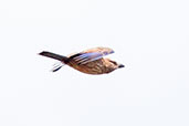 Rufous-crowned Roller, Kalakpa, Ghana, May 2011 - click for larger image