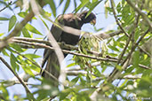 Black Parrot, Perinet (Analamazaotra), Madagascar 2016 - click for larger image