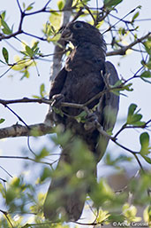 Black Parrot, Berenty, Madagascar 2016 - click for larger image