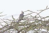 Brown-faced Go-away-bird, Lake Langano, Ethiopia, January 2016 - click for larger image