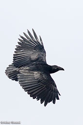 Fan-tailed Raven, Lake Hora, Ethiopia, January 2016 - click for larger image