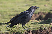 Fan-tailed Raven, Gemesa Geden, Ethiopia, January 2016 - click for larger image