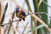 Madagascar Kingfisher, Lake Alarobia, Madagascar 2016 - click for larger image