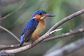 Madagascar Kingfisher, Lac Ravelobe, Madagascar 2016 - click for larger image